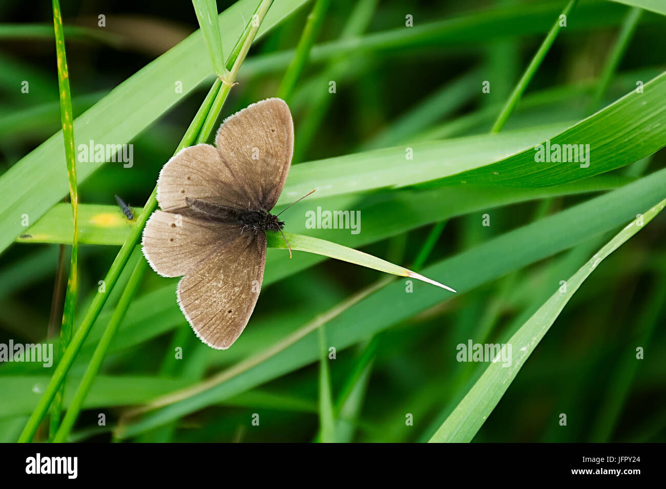 Farfalla sulla erba ondulate foglie . Foto Stock
