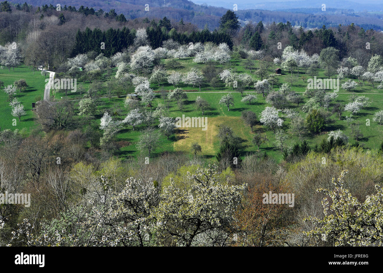 Prato frutteto; molla; Foto Stock