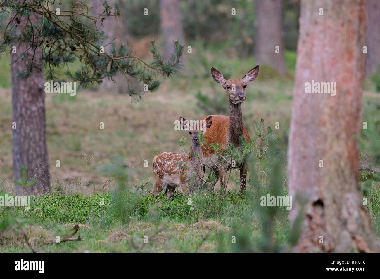 Red Deer madre femmina con il vitello che ha ancora il suo mimetizzata spotted fur. Hoge Veluwe National Park, Paesi Bassi Foto Stock