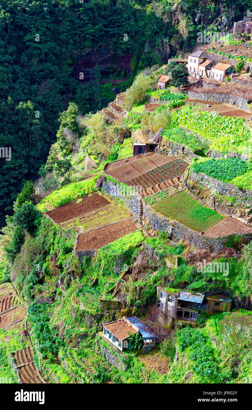 Una vista del paesaggio terrazzato di faja das galinhas, madeira, portogallo Foto Stock