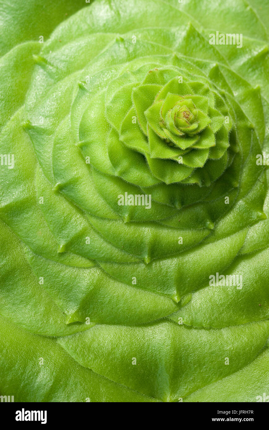 Aeonium subplanum Foto Stock