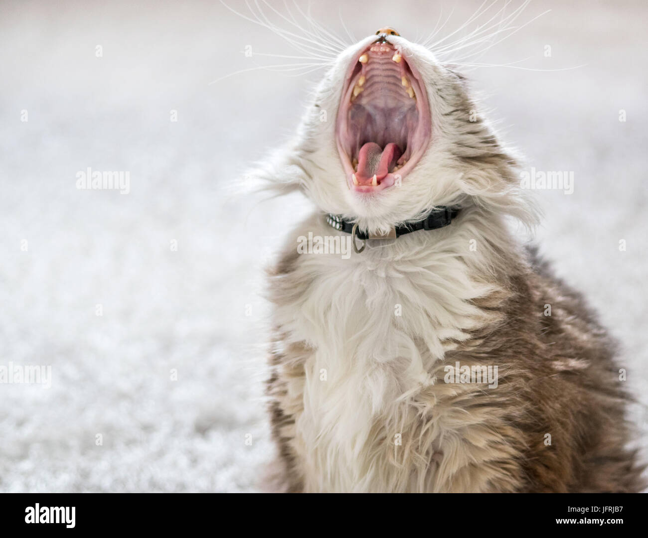 Gatto sbadigliare con grande bocca aperta, che mostra i denti Foto Stock