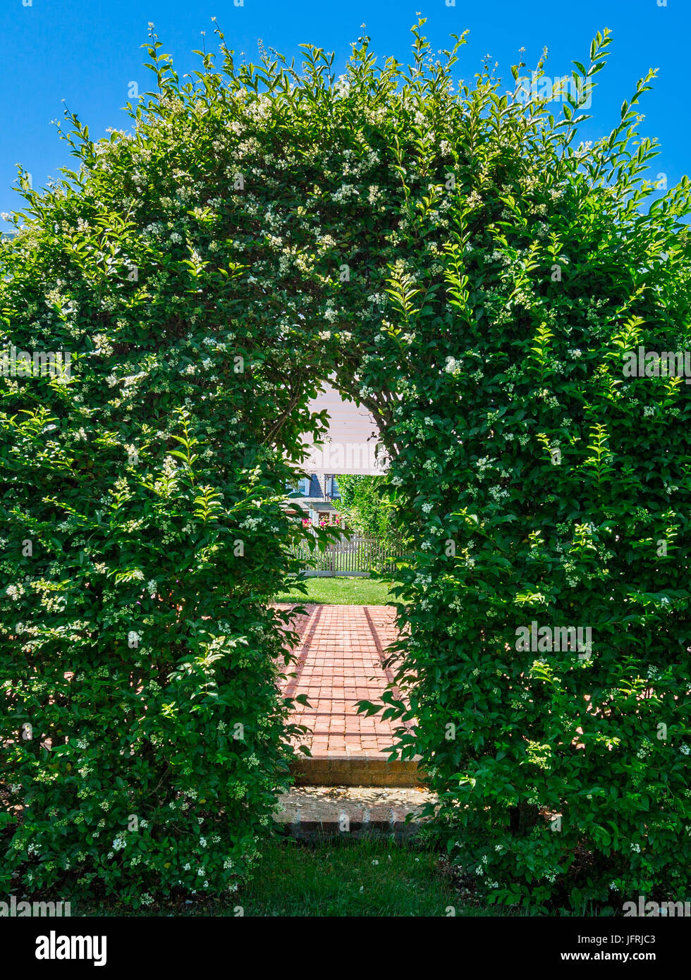 Apertura in un privet hedge in East Hampton, NY Foto Stock