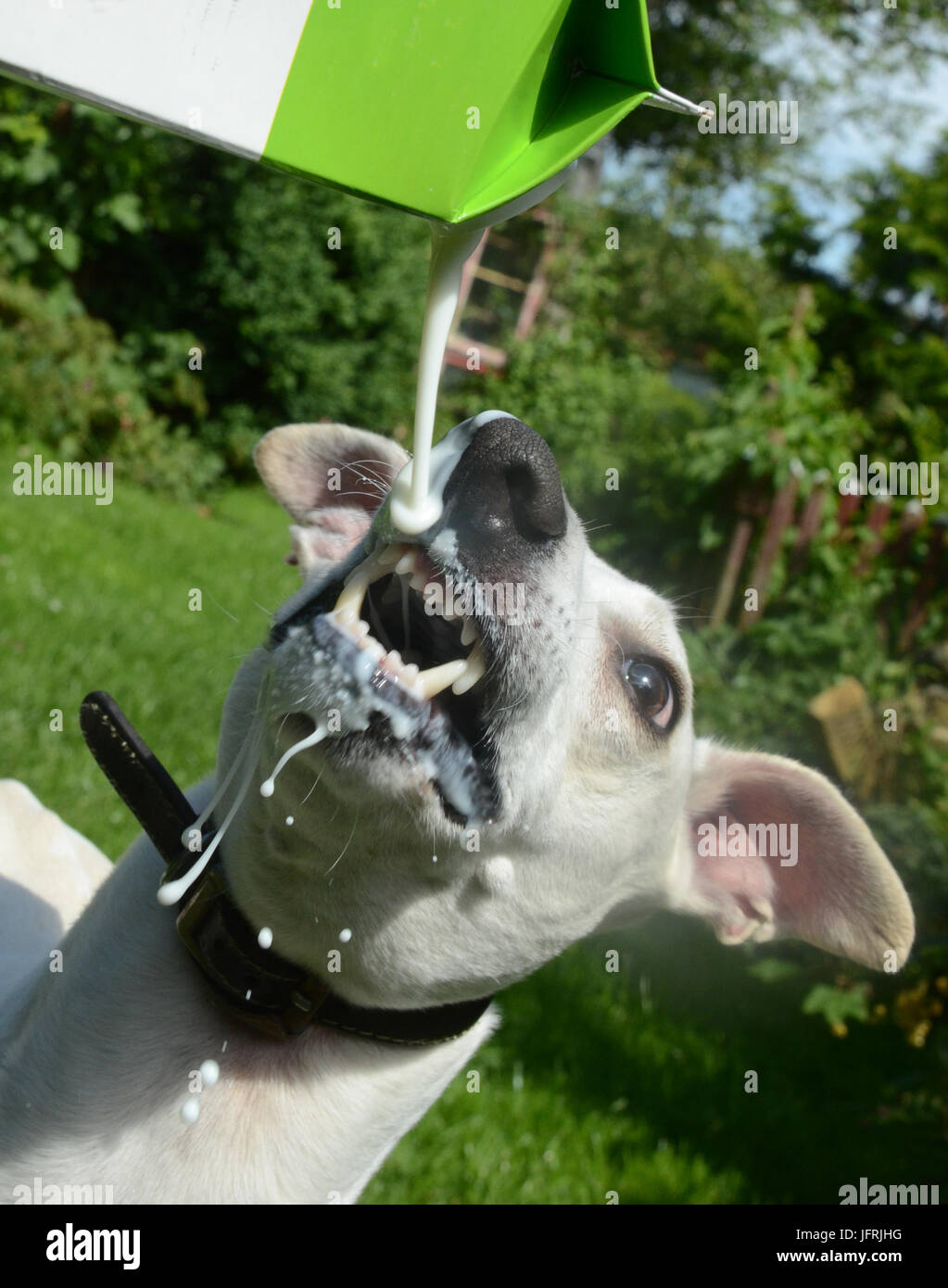 Il whippet cane bevande latte da una bottiglia. Foto Stock