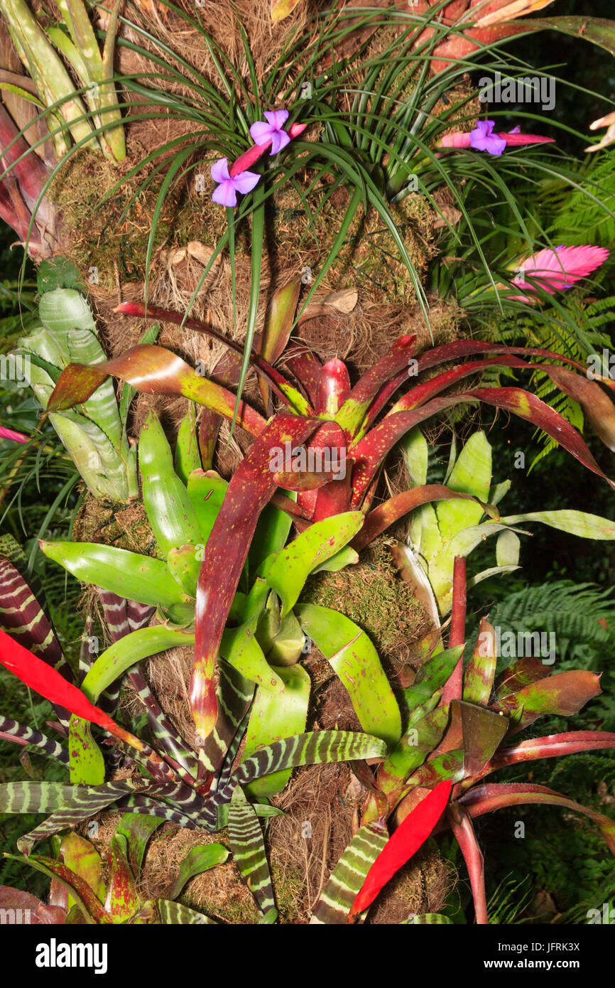 Bromeliad " albero " in un giardino di Norfolk. Moss copre piantati con Vriesia splendens, Tillandsia cyanaea e vari Aechmea urna piante Foto Stock