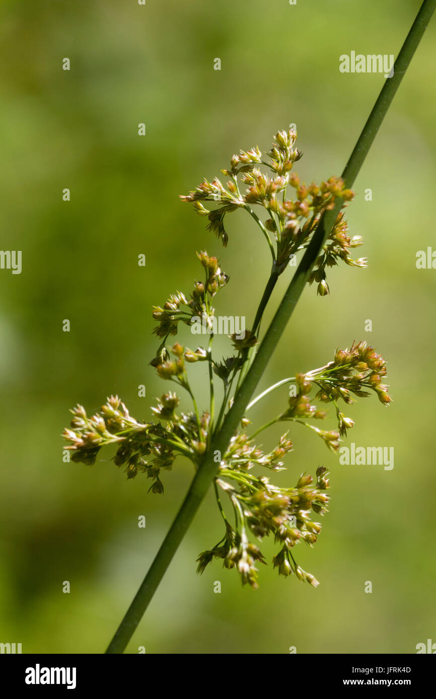 La formazione di semi nel fiore testa del Regno Unito morbido nativo rush, Juncus effusus Foto Stock