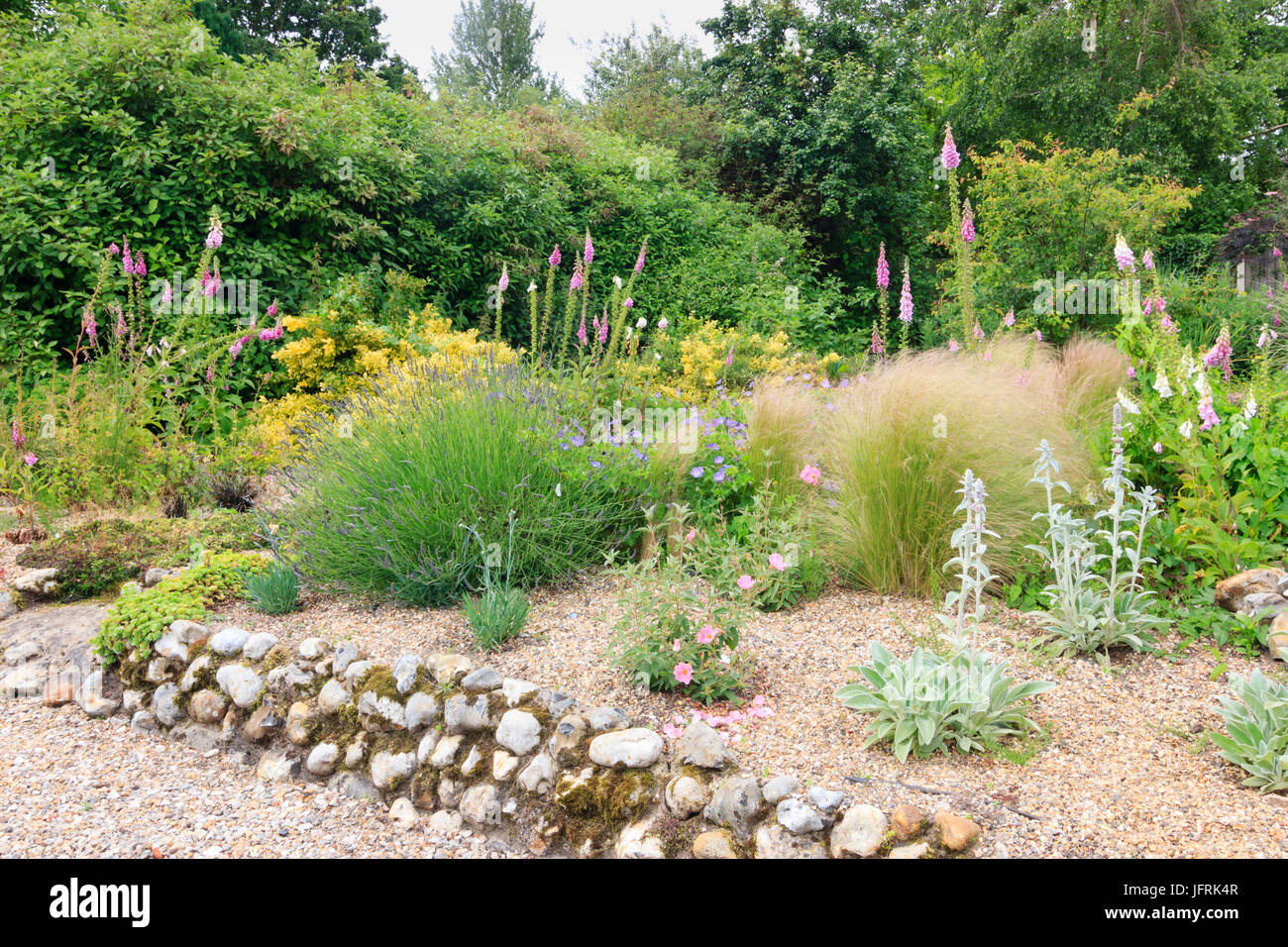 Foxgloves, lavanda, cisto Stachys byzantina ed erbe in un giardino di ghiaia in Norfolk Foto Stock