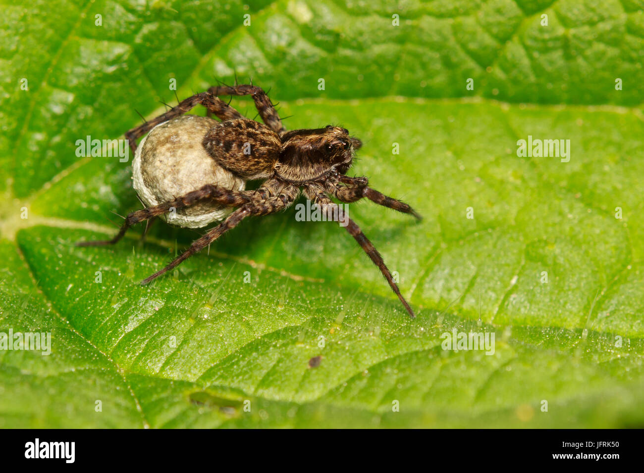 Femmina lupo maculato spider, Pardosa amentata, portando il suo uovo sac sotto il suo addome Foto Stock