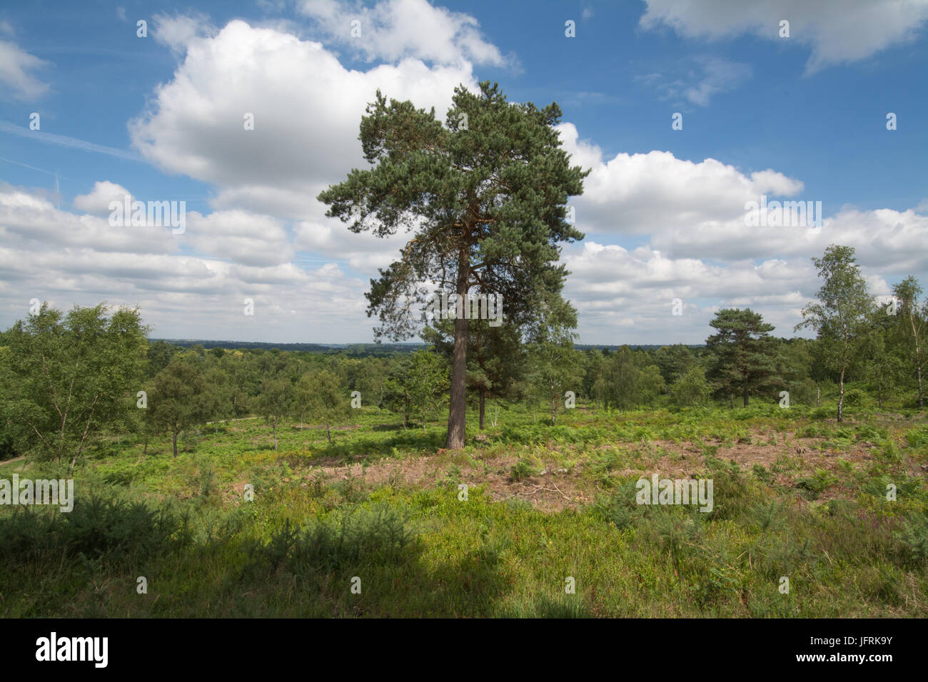 Vista su Mare collina comune, Surrey, Regno Unito su una soleggiata giornata estiva Foto Stock