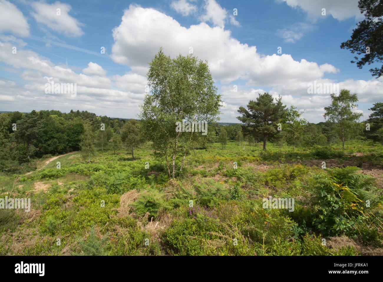 Vista su Mare collina comune, Surrey, Regno Unito su una soleggiata giornata estiva Foto Stock