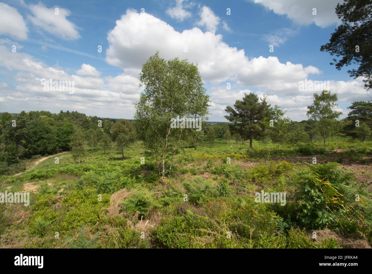 Vista su Mare collina comune, Surrey, Regno Unito su una soleggiata giornata estiva Foto Stock