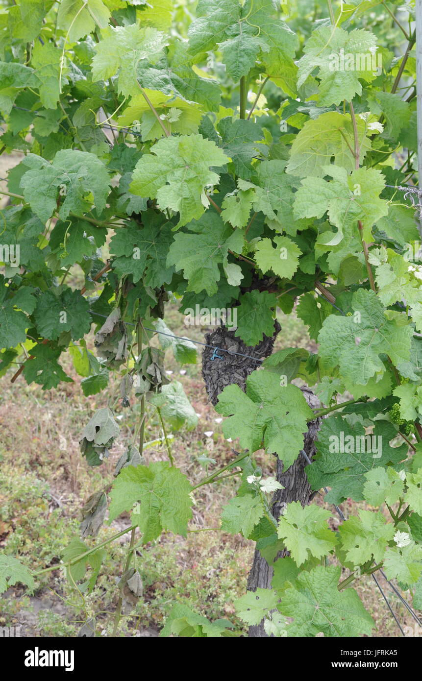 Uva di foglie di vite Foto Stock