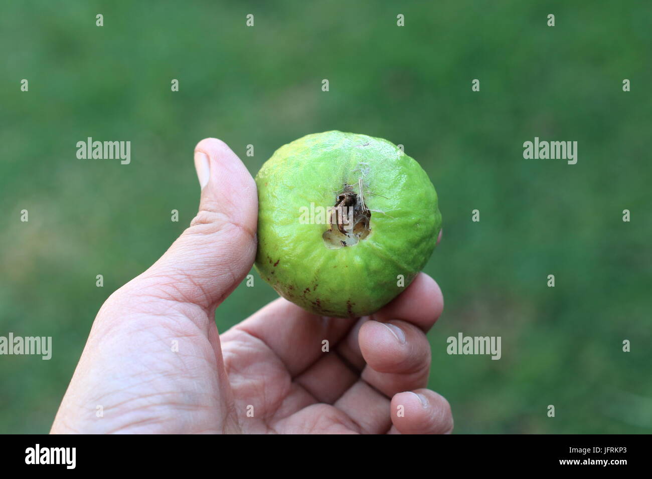 Close up cresciuto in casa Psidium guajava Foto Stock