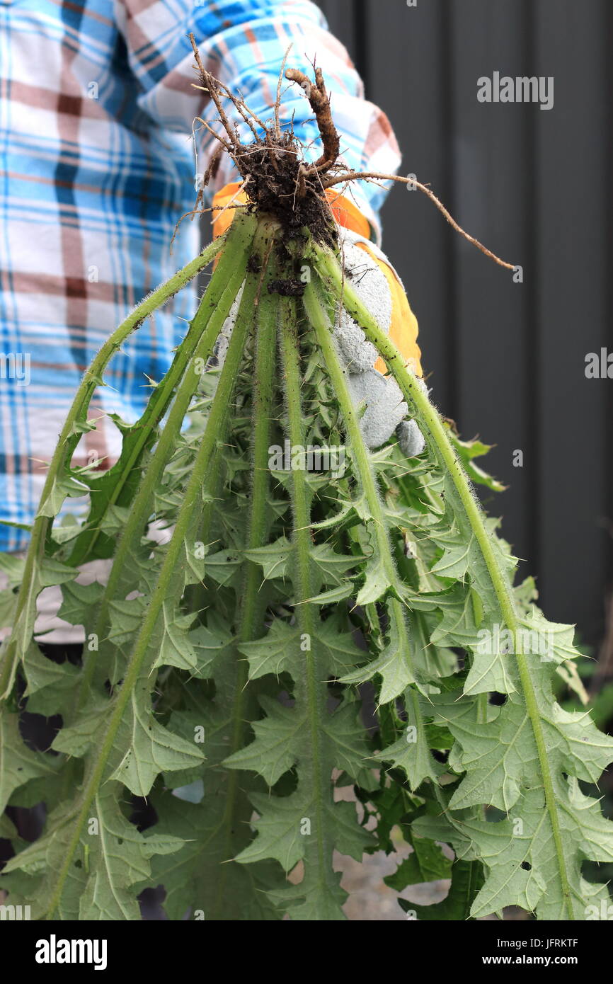 Cirsium vulgare - Spear Thistle Foto Stock
