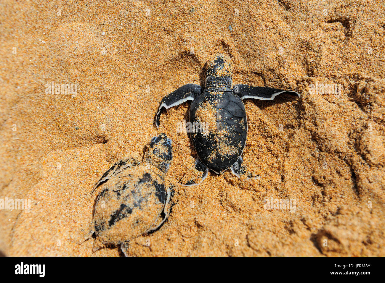 Baby tartarughe spostando verso l'oceano Foto Stock