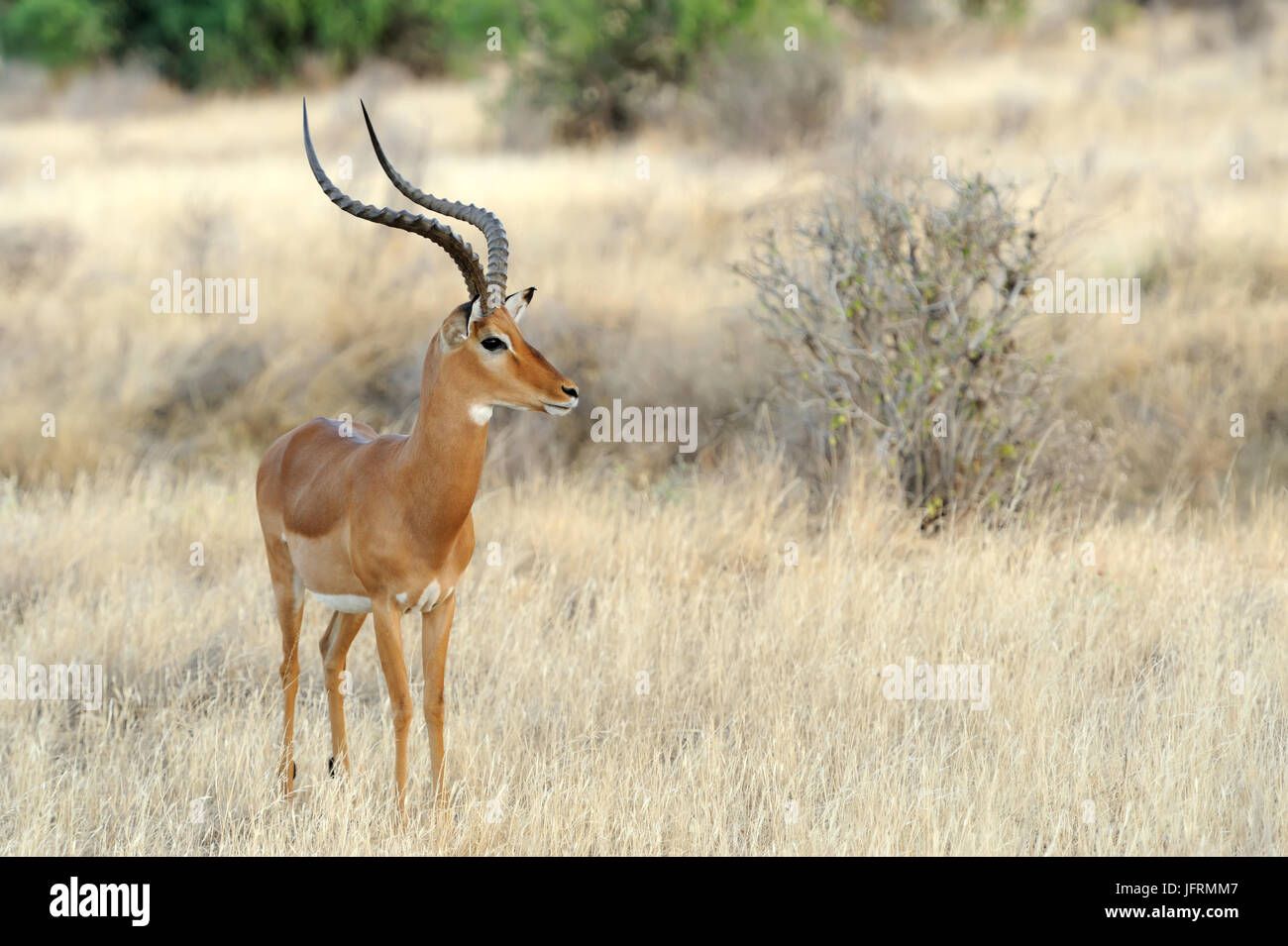 Impala nella savana. Riserva nazionale. Il Sudafrica, Kenya Foto Stock