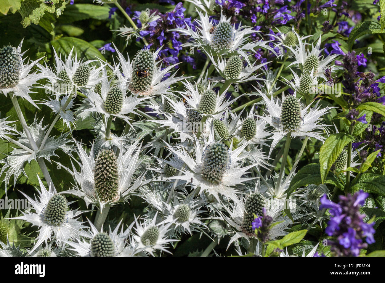 Eryngium giganteum Silver Ghost, Stachys macrantha Superba Foto Stock