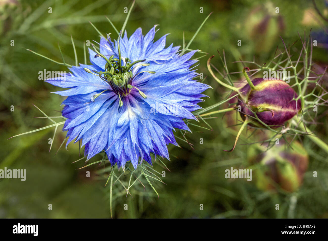 Nigella damascena Miss Jekyll amore-in-un-nebbia diavolo Foto Stock