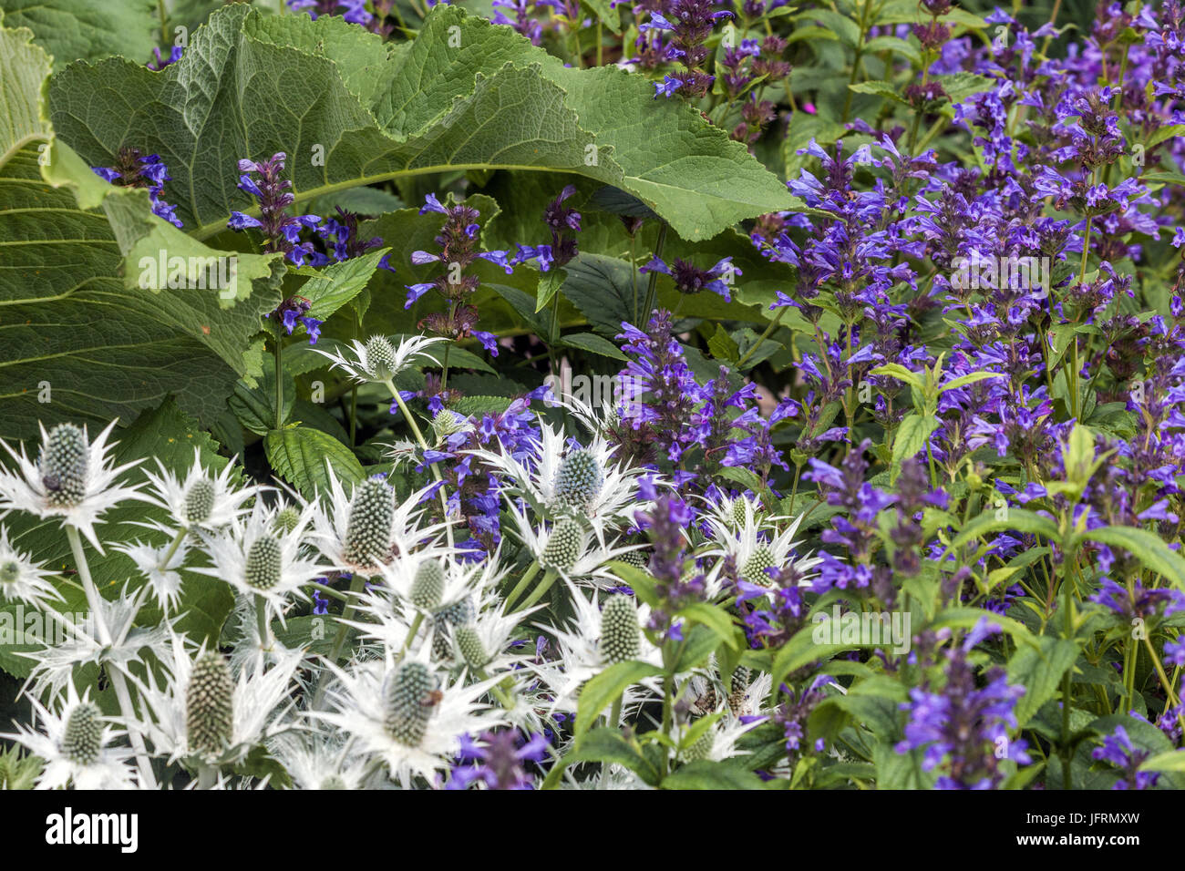 Eryngium giganteum 'Silver fantasma', Stachys macrantha Superba Foto Stock