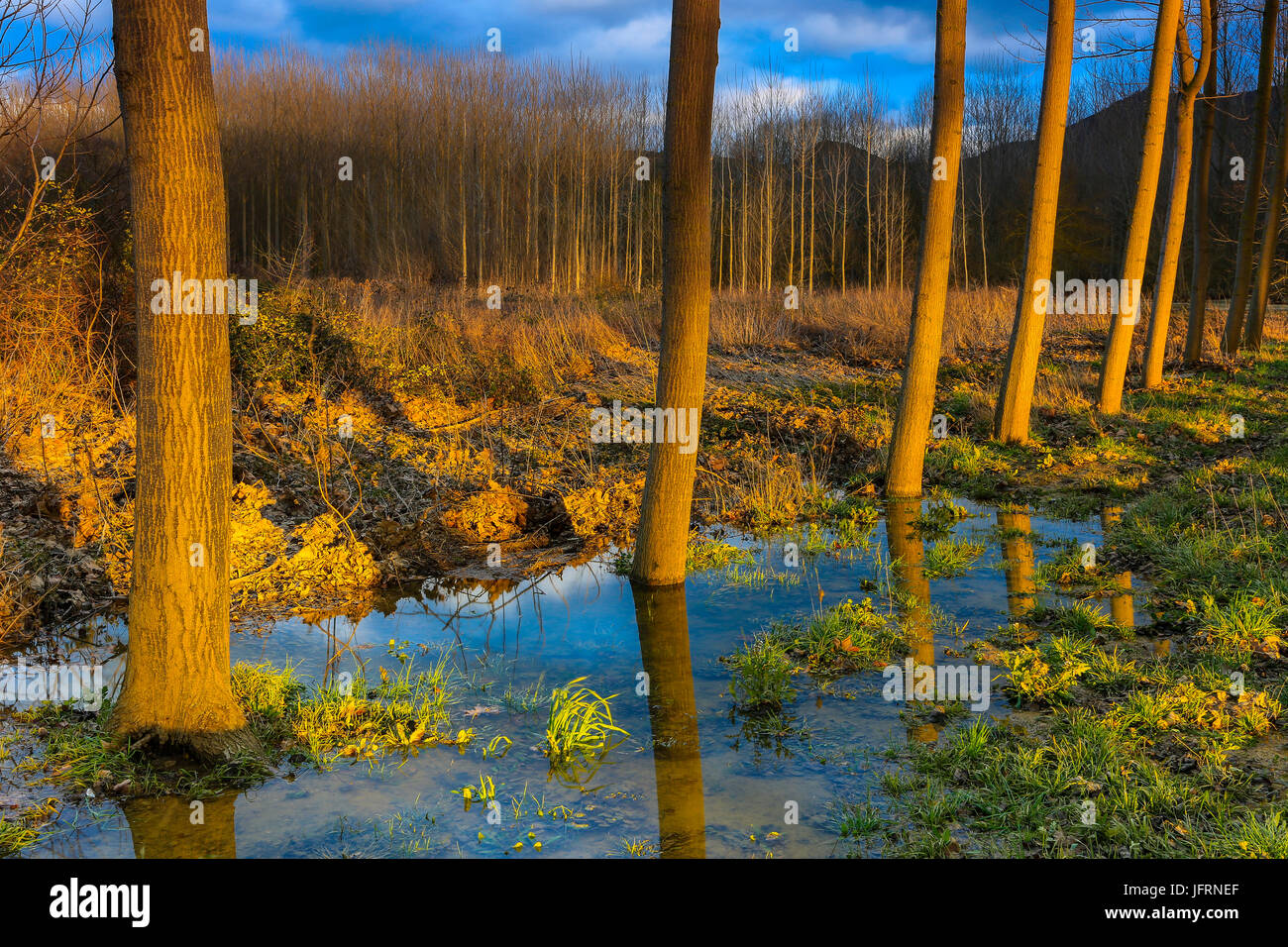 Poplar grove vicino fiume Ega. Foto Stock