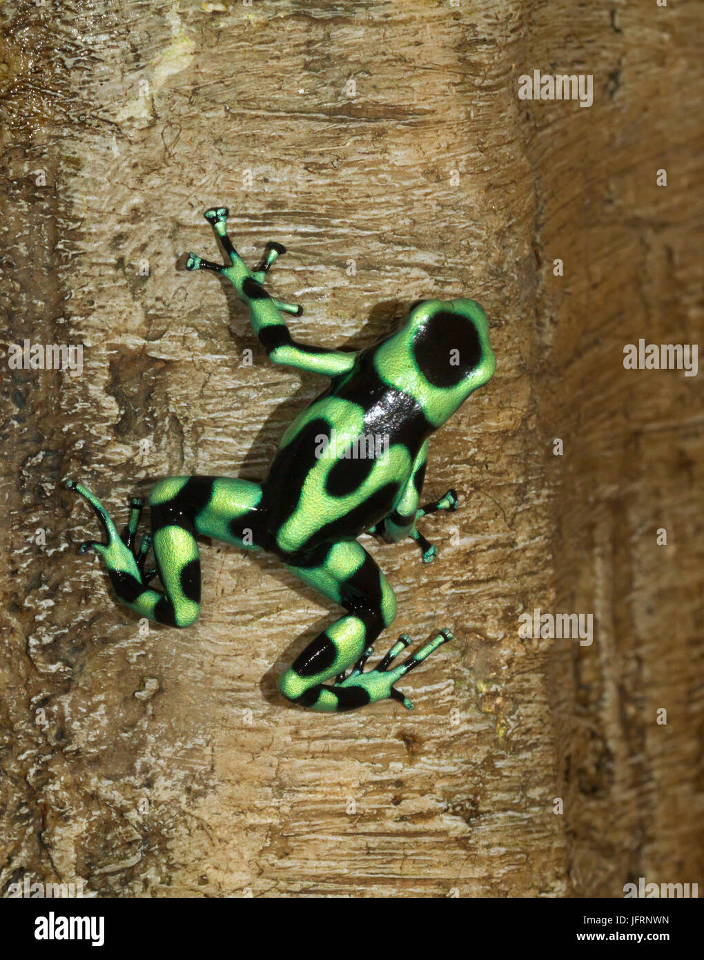 Il verde-e-veleno nero rana dart (Dendrobates auratus) sull'albero, Costa-Rica, Quepos Foto Stock