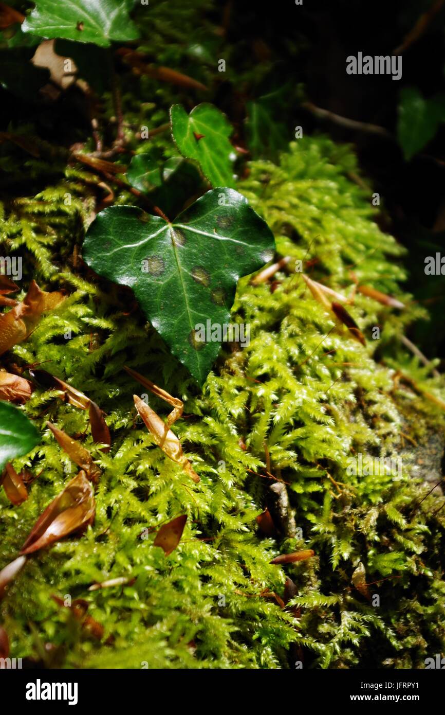 Macro di Ivy (Hedera Helix) su Moss. Antico bosco, Dartmoor Nation Park, Ivybridge, Devon, Regno Unito. Maggio 2017. Foto Stock