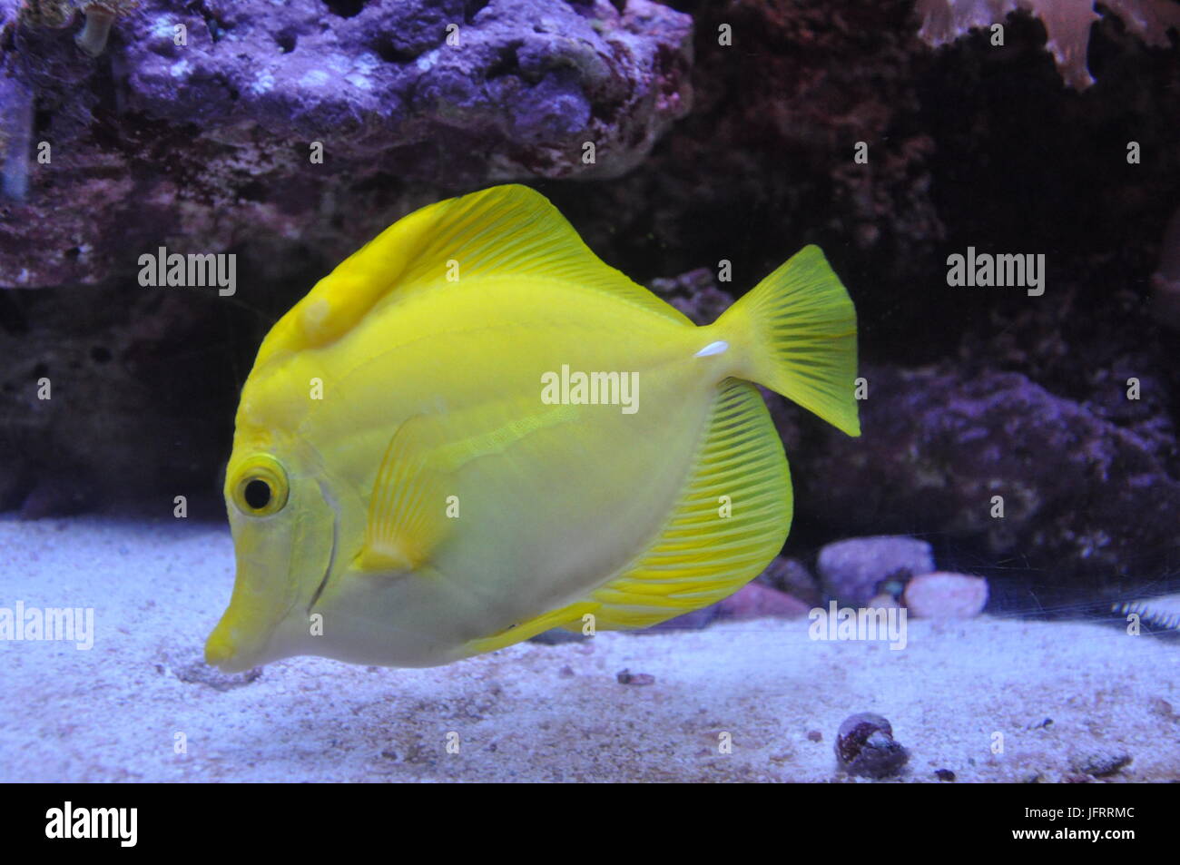 Tang giallo (Zebrasoma flavescens) pesci di acquario di acqua salata Foto Stock