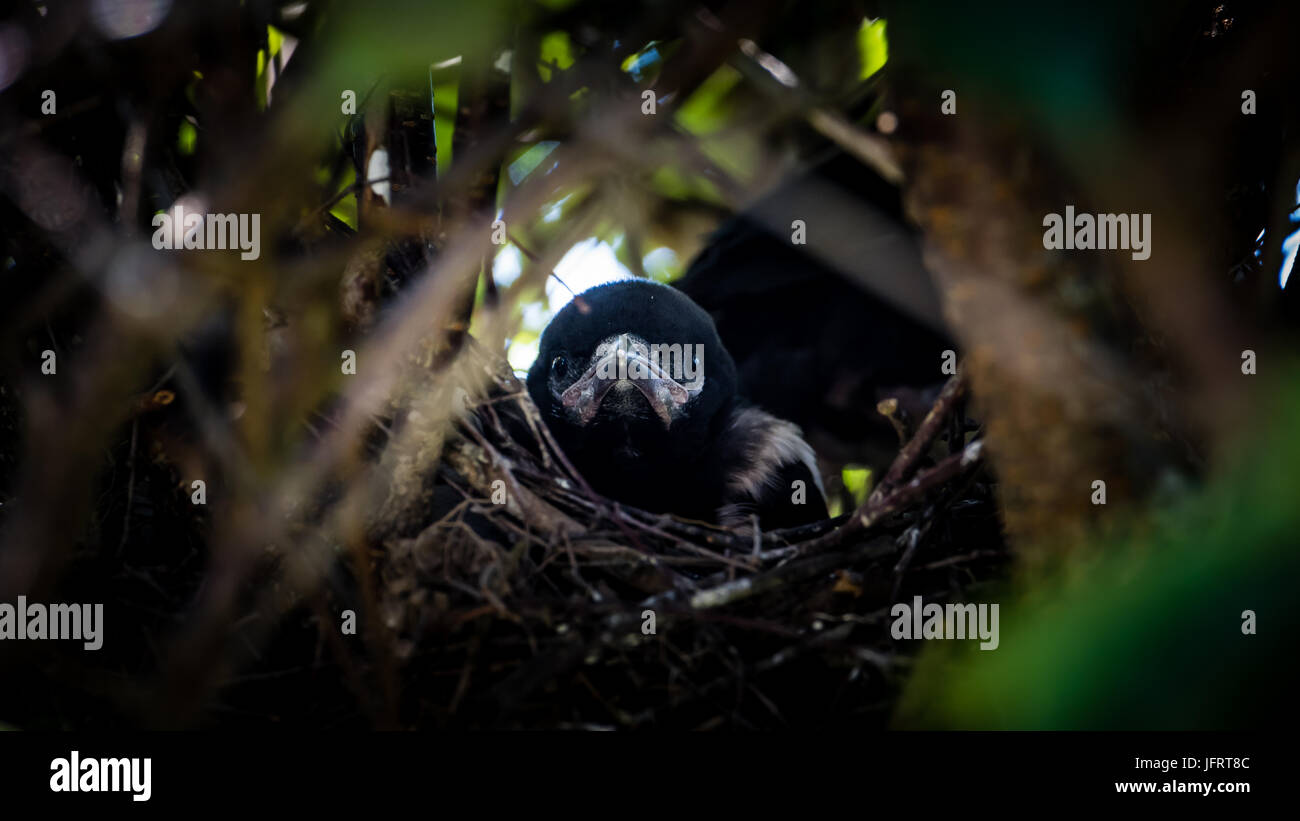 Ritratto di uno degli almeno quattro nidiacei in la gazza's Nest Foto Stock