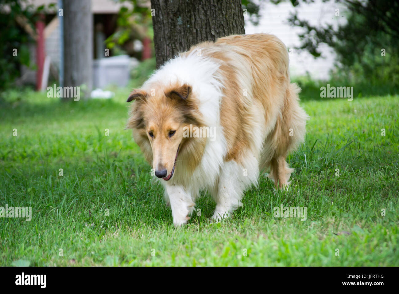 Collie ruvida sulla fattoria in Missouri, USA. Foto Stock