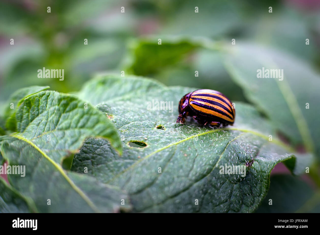 Il Colorado potato beetle su una foglia di patate. danni alle colture agricole Foto Stock