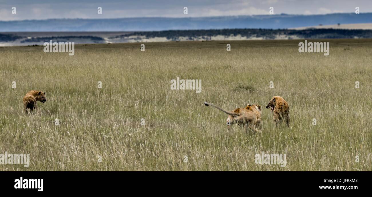 Splendida fauna africana Foto Stock