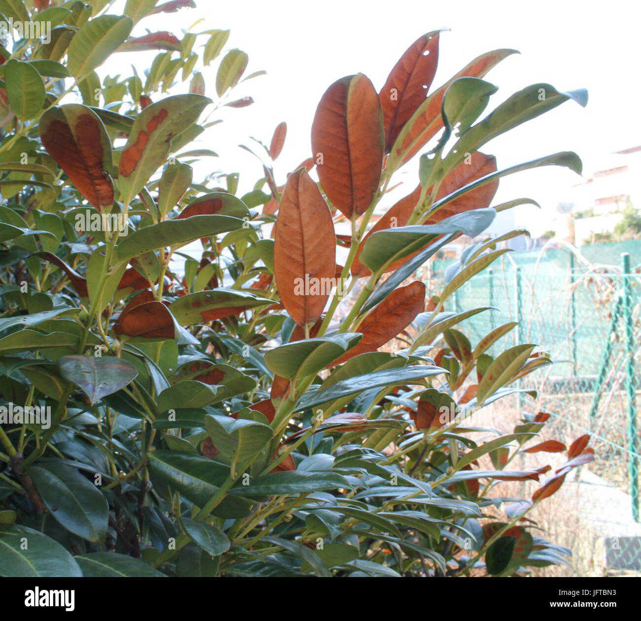 1.html díl m2e990555 Foto Stock