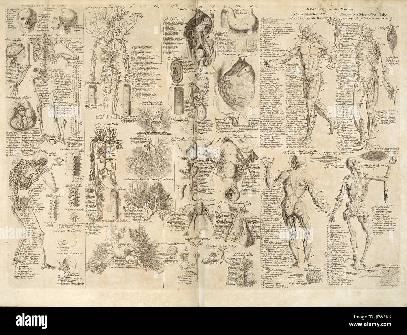 Grafico anatomiche, encyclopaedia - Wikizionario, 1728, volume 1, tra le pagine 84 e 85 Foto Stock