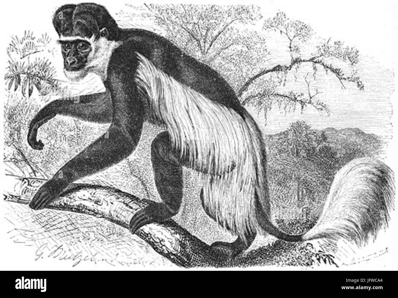 Brehms Het Leven der Dieren Zoogdieren Orde 1 Guereza 28Colobus guereza29 Foto Stock