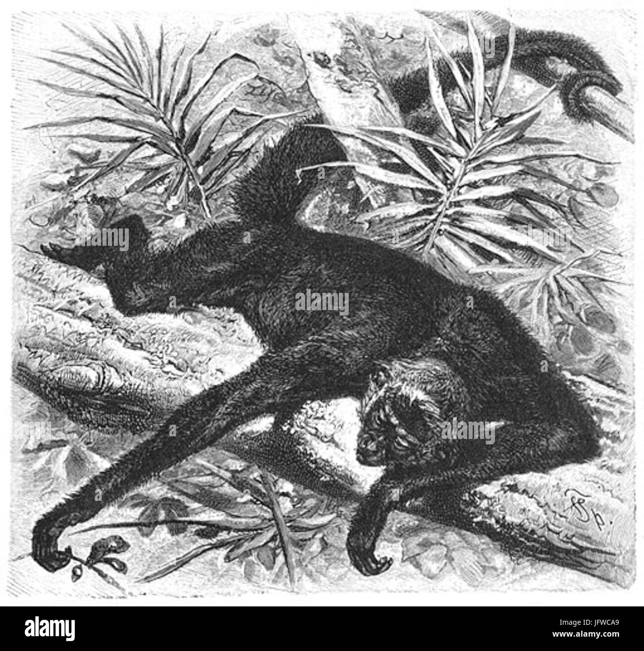 Brehms Het Leven der Dieren Zoogdieren Orde 1 Tsjamek 28Ateles pentadactylus29 Foto Stock
