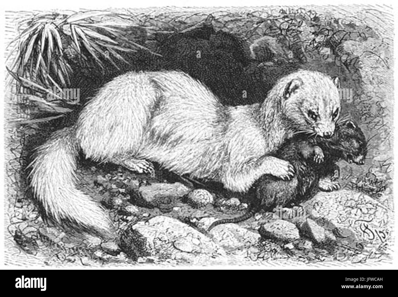 Brehms Het Leven der Dieren Zoogdieren Orde 4 Fret 28Putorius furo29 Foto Stock