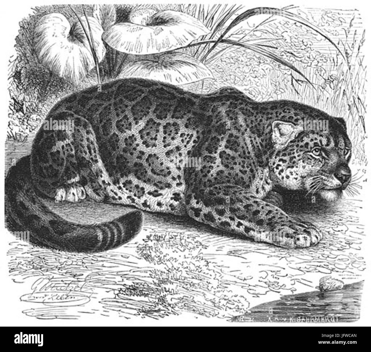 Brehms Het Leven der Dieren Zoogdieren Orde 4 Jagoear 28Felis onza29 Foto Stock