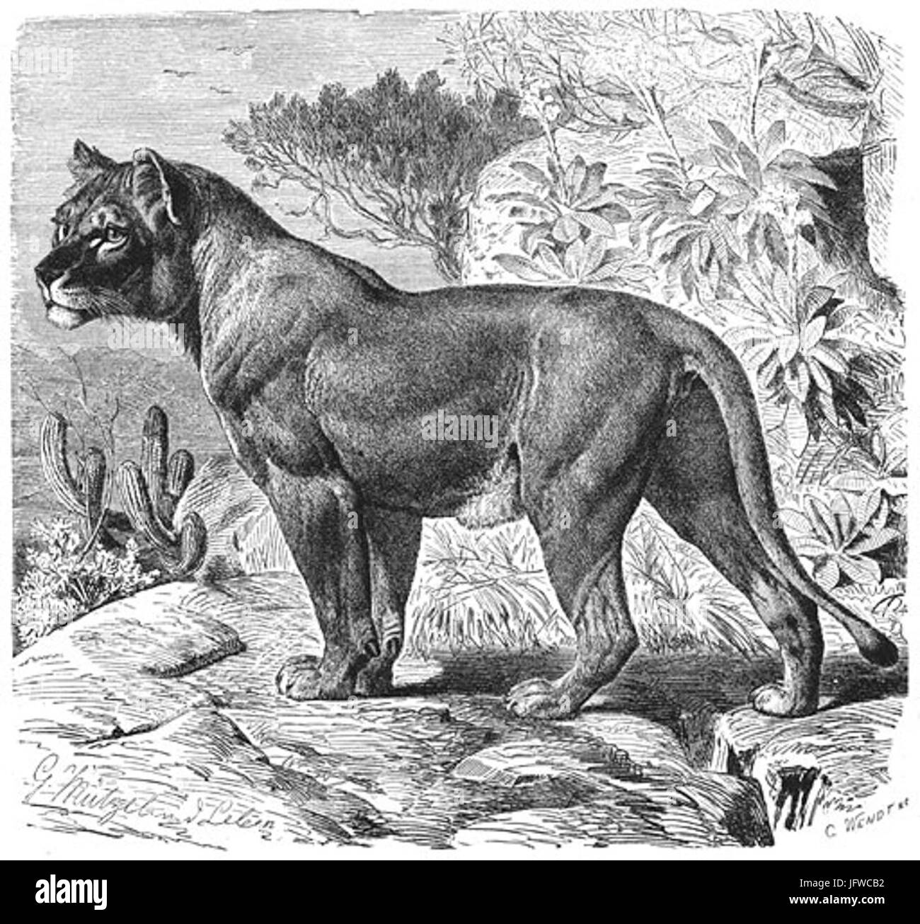 Brehms Het Leven der Dieren Zoogdieren Orde 4 Senegal-Leeuwin 28Felis leo senegalensis29 Foto Stock