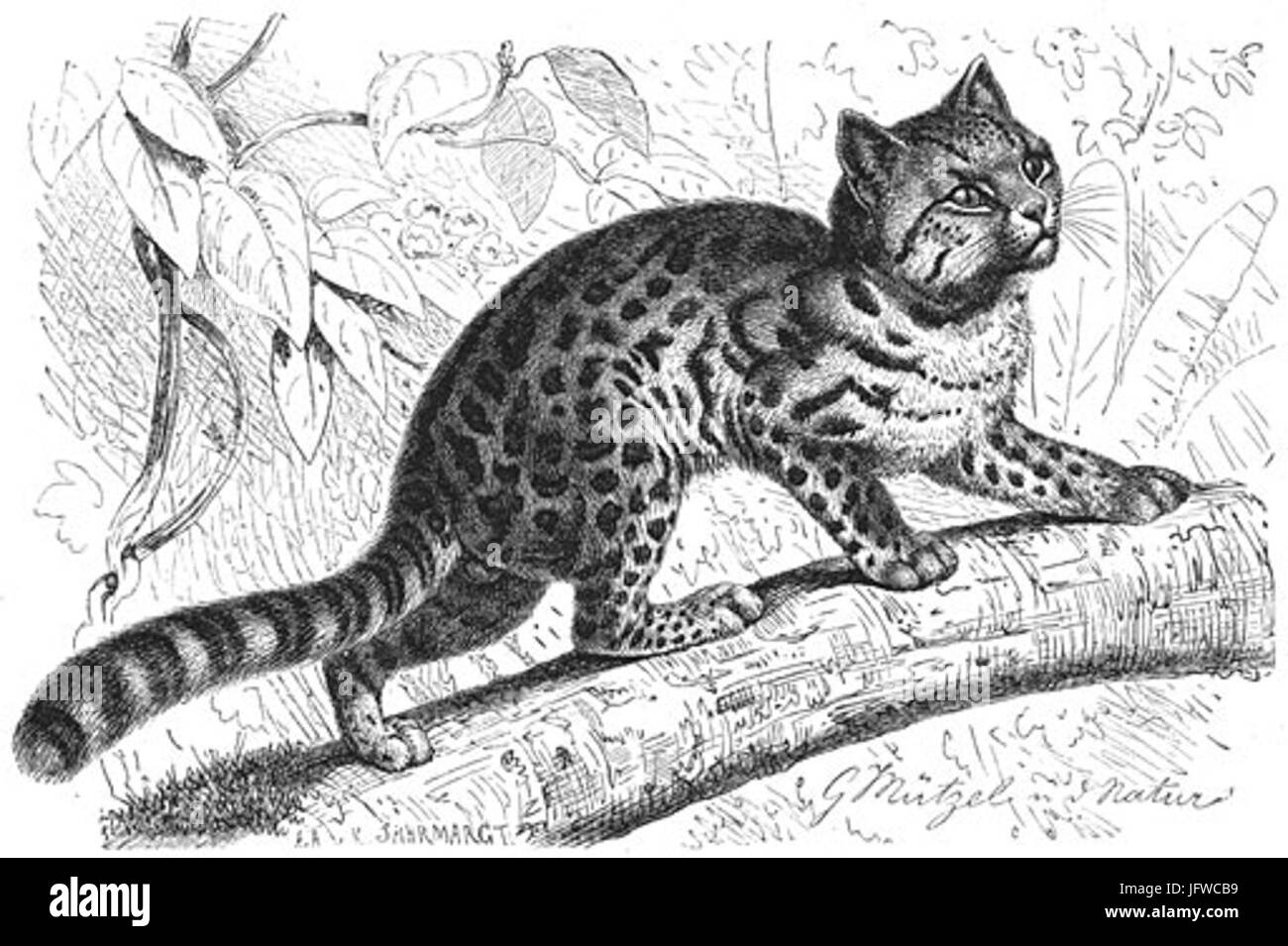 Brehms Het Leven der Dieren Zoogdieren Orde 4 Tijgerkat 28Felis tigrina29 Foto Stock