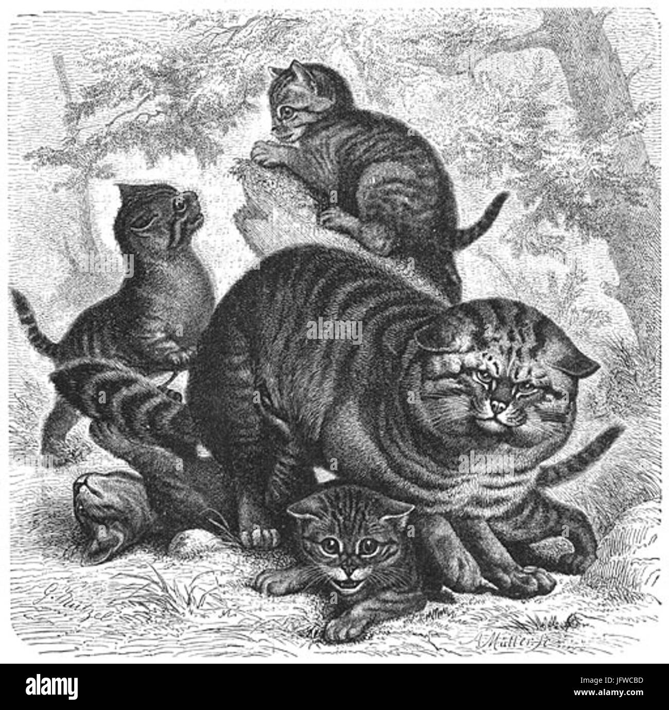 Brehms Het Leven der Dieren Zoogdieren Orde 4 Wilde Kat 28felis catus29 Foto Stock