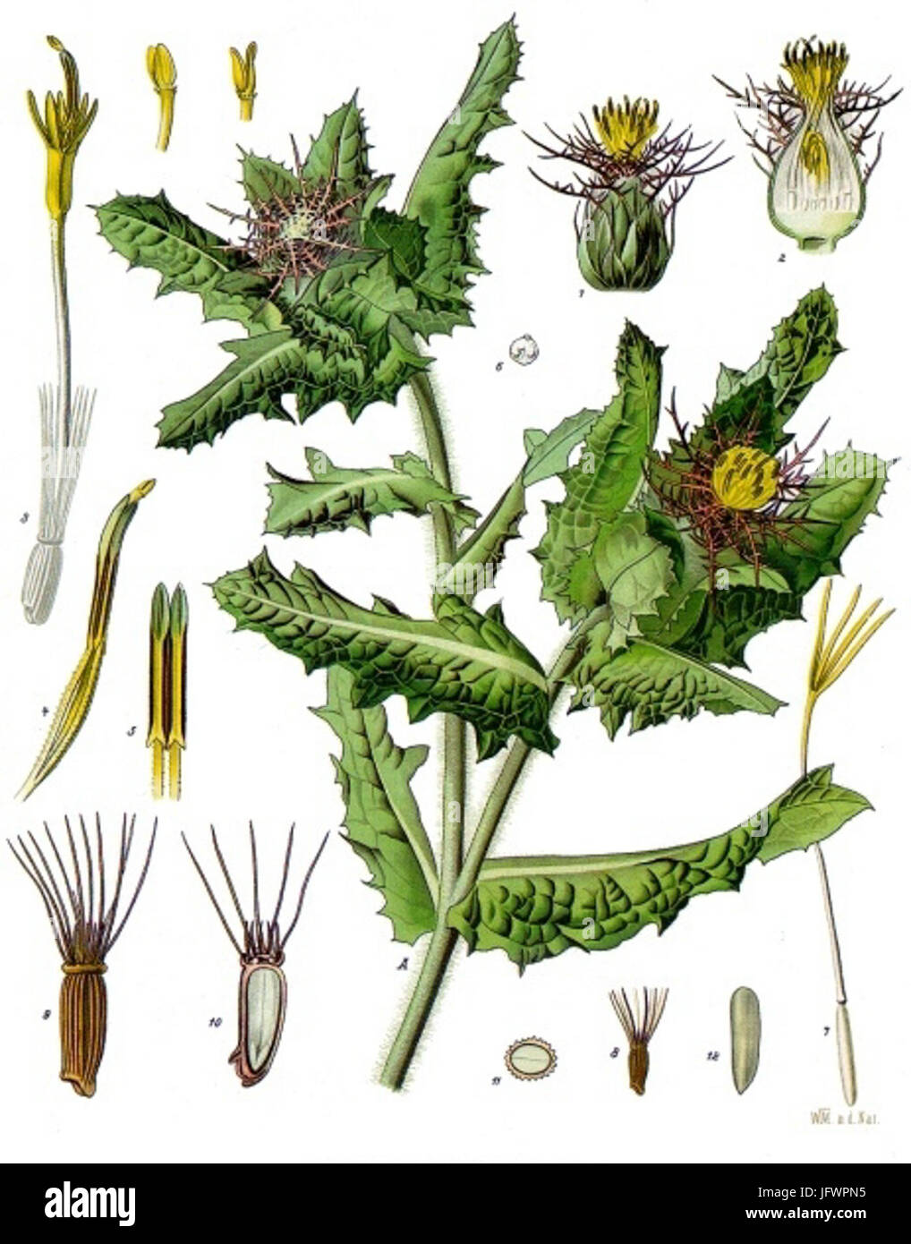 Centaurea benedicta - Köhler-s Medizinal-Pflanzen-043 Foto Stock