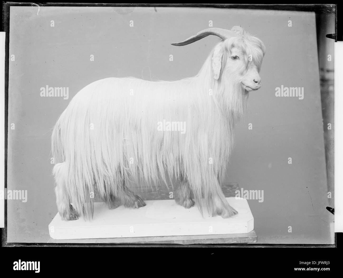 Domestique Chèvre d'Angora - Fonds Trutat - MHNT.PHa.138.B13.16 Foto Stock