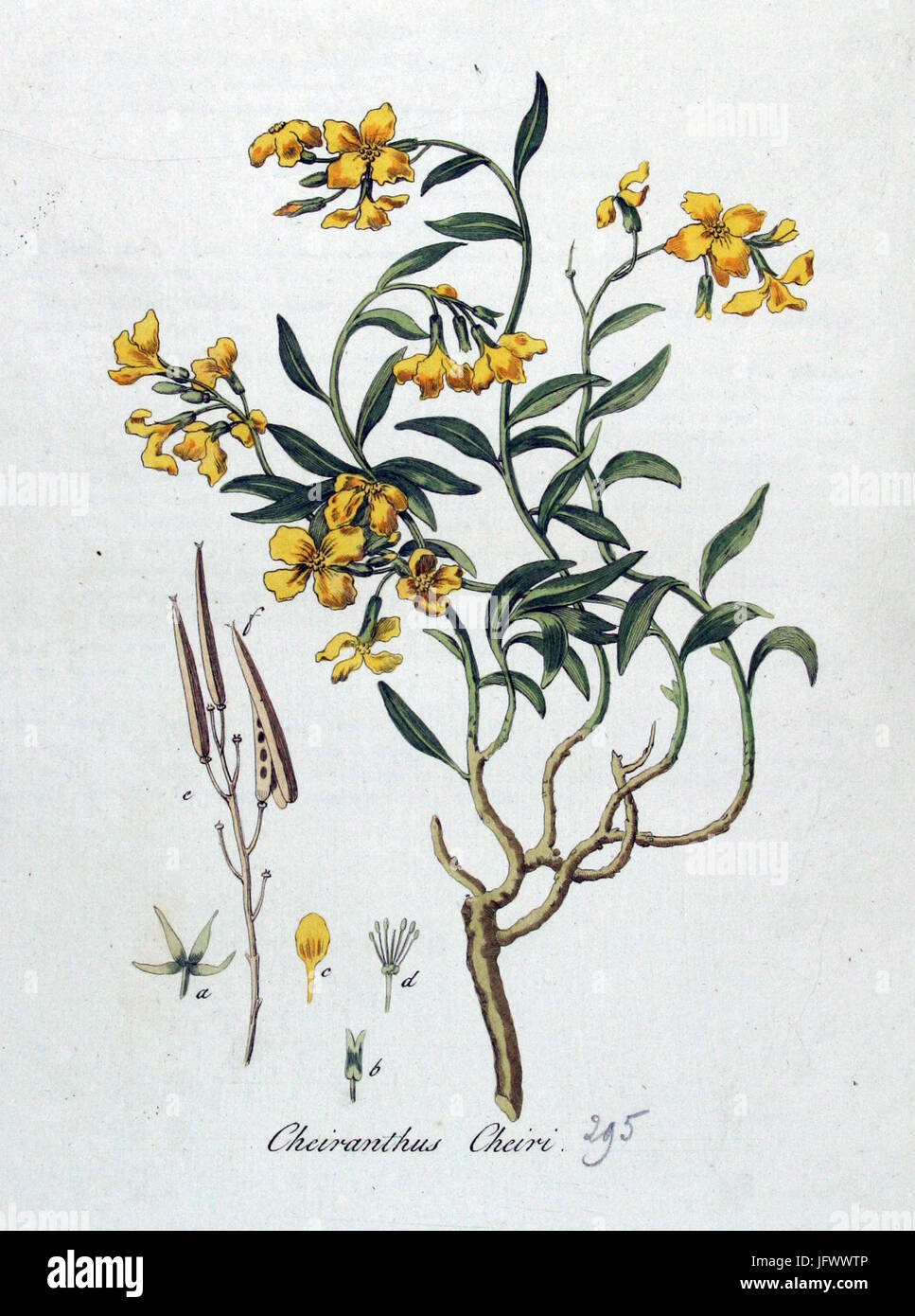 Cheiranthus cheiri Flora Batava volume v4 Foto Stock