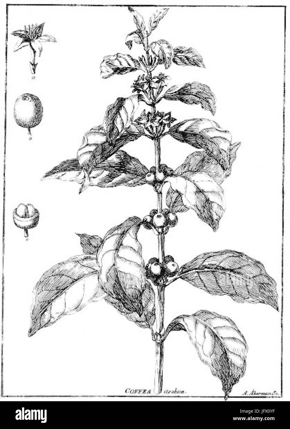 La Coffea 28Kawowiec29-grigio Foto Stock