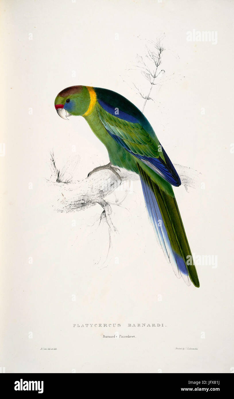 Barnardius zonarius -Platycercus barnardi Barnard's Parrakeet -da Edward Lear 1812-1888 Foto Stock
