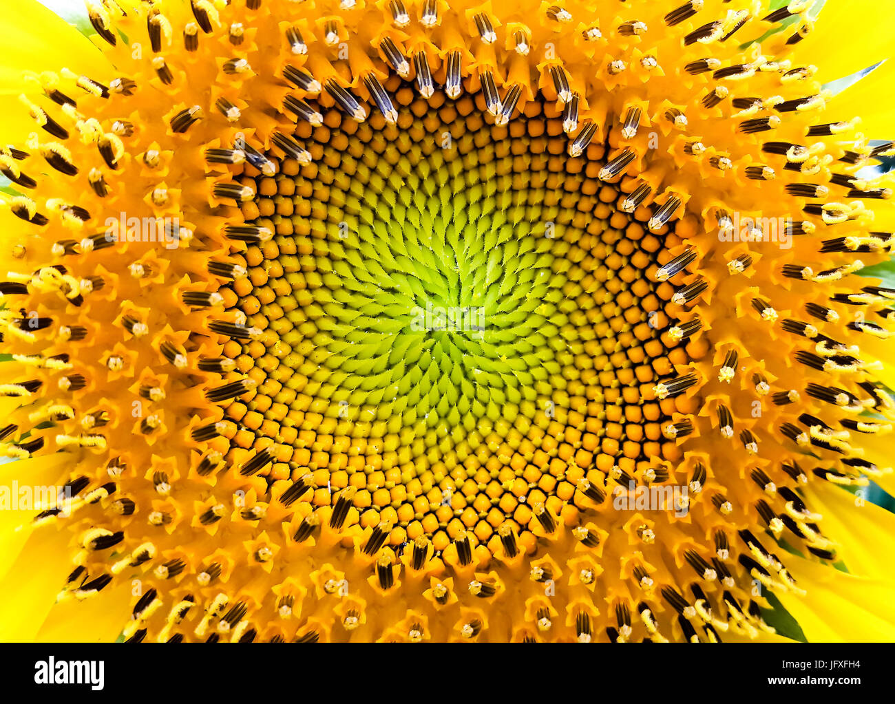 Vicino al centro di girasole che mostra complesse sequenze di Fibonacci. Foto Stock