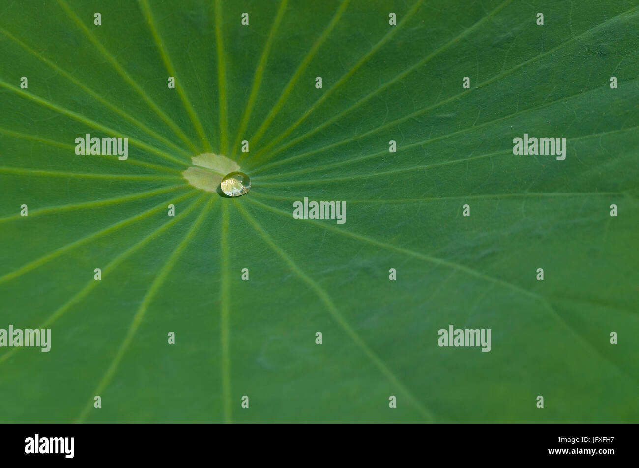 Una chiara diminuzione di acqua pulita lotus verde foglia. Il buddha cita come un cordone di acqua su una foglia di loto, come acqua su un giglio rosso, non aderisce in modo sa Foto Stock