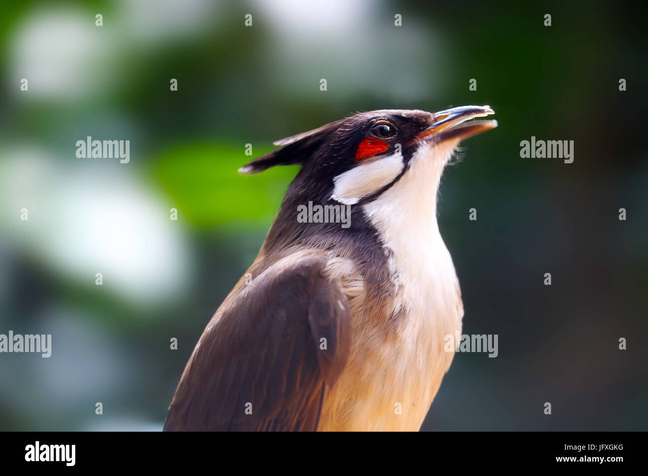 Cinguettio rosso-whiskered bulbul bird Foto Stock