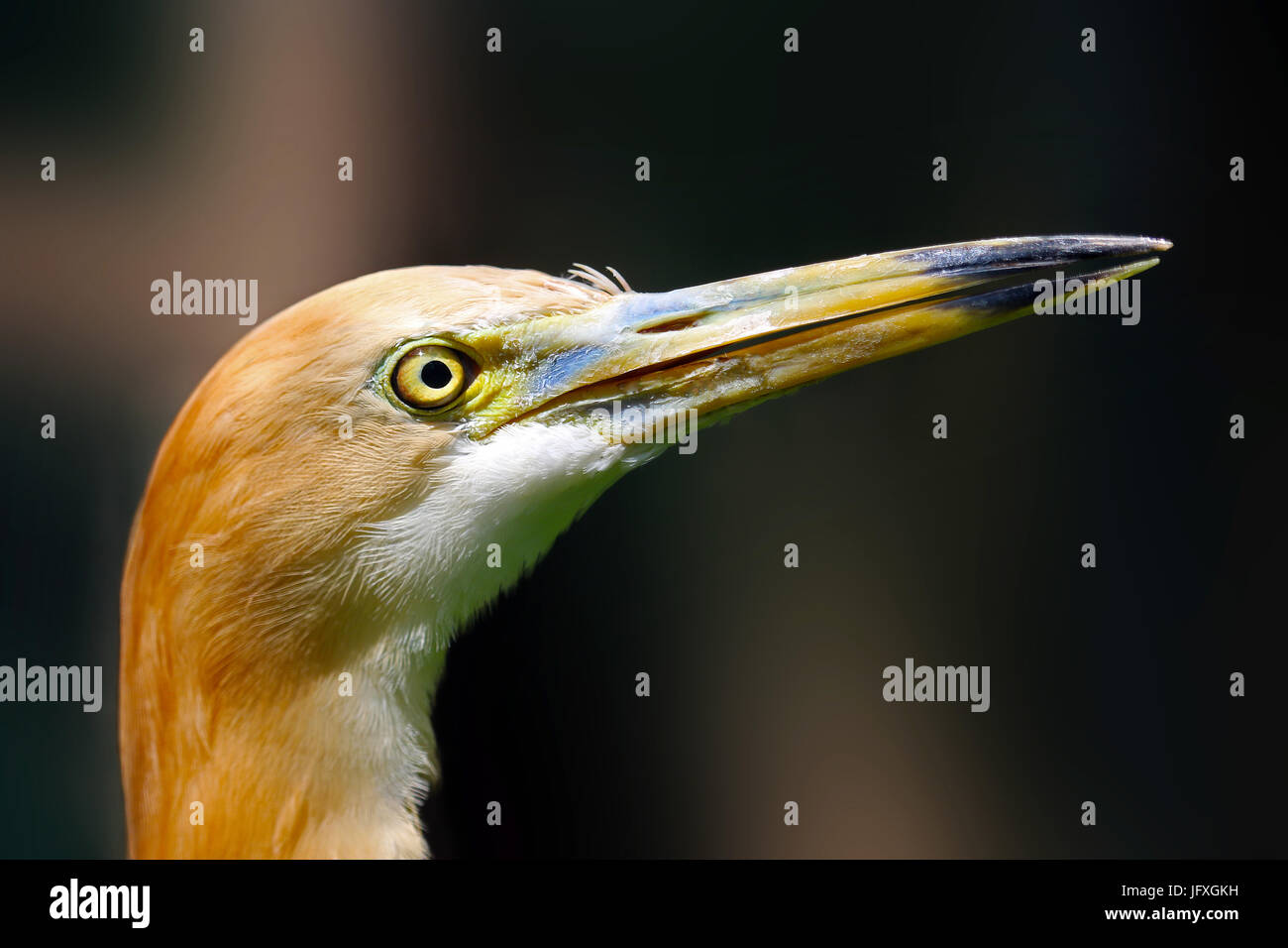 Iavan pond heron bird in vista di profilo Foto Stock