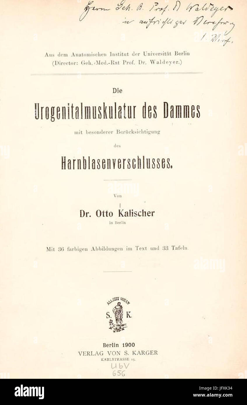 Die Urogenitalmuskulatur des Dammes mit besonderer Berücksichtigung des Harnblasenverschlusses (1900) Foto Stock